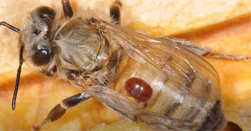 Varroa Varroa